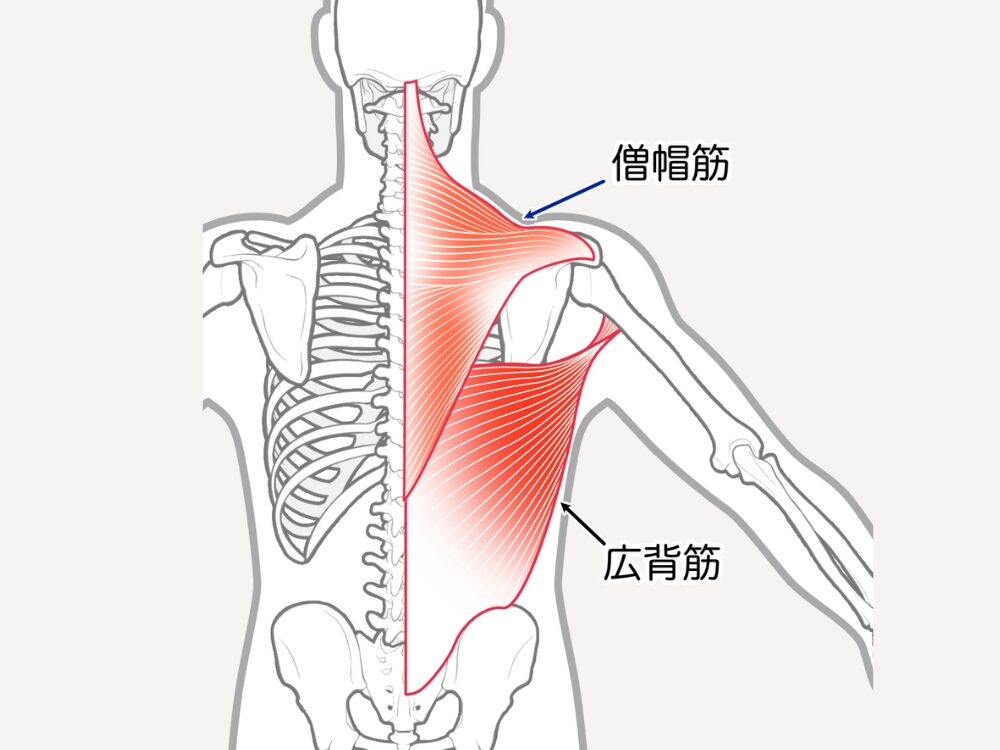 人体の背面を示す図で、僧帽筋と広背筋が赤く強調されている。僧帽筋は首から肩甲骨にかけて広がり、広背筋は肩甲骨の下から腰にかけて描かれている。